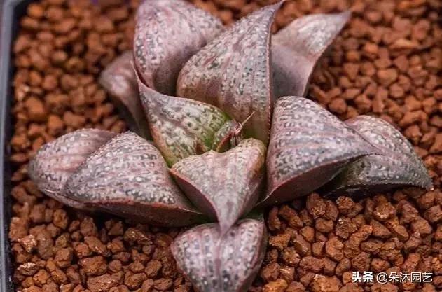 多肉十二卷寿的窗口怎么不透明,多肉热点话题