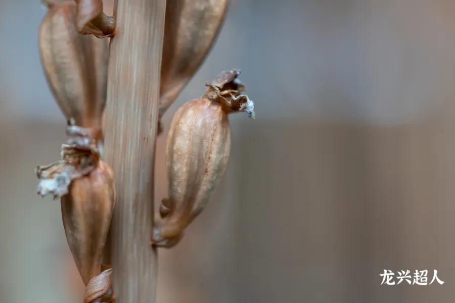 贵州道地药材天麻,道地药材天麻之乡