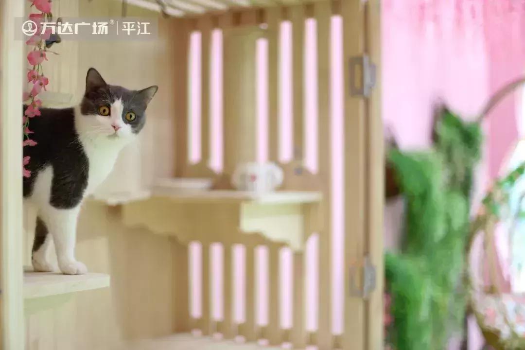 炸裂！因为一只猫，苏州人开启尖叫模式！