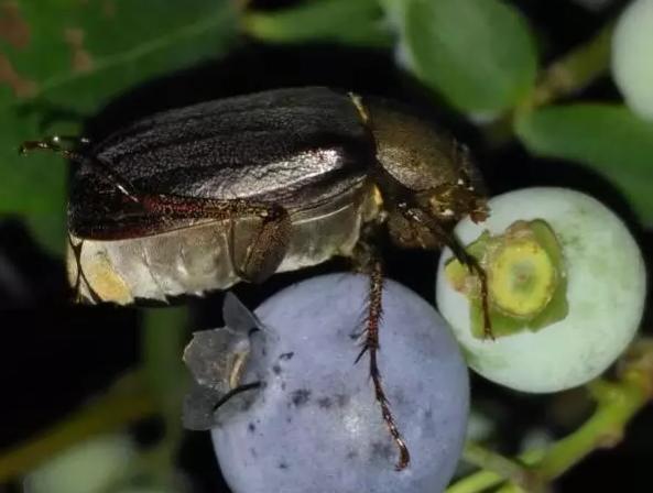 蓝莓种植常见虫害,蓝莓病虫害防治视频教学