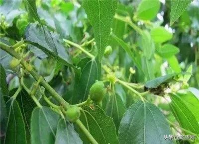 冬枣树花期授粉不好的原因,冬枣树疯长不结果怎么办