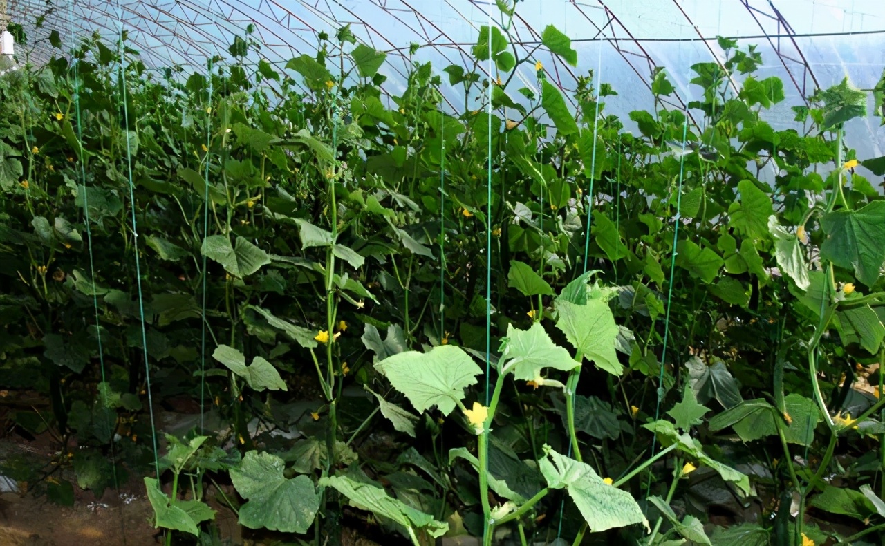 大棚黄瓜蔫了怎么办,冬季温室黄瓜突然萎蔫的原因