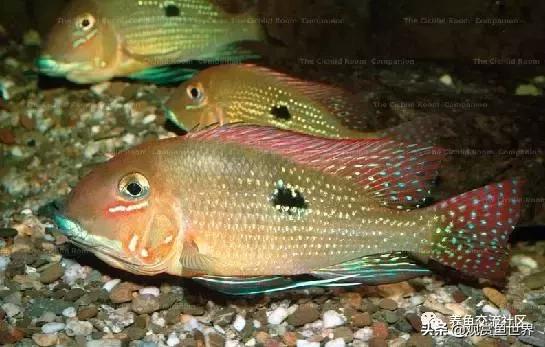 食土鲷一般多大尺寸,食土鲷哪个品种小一点