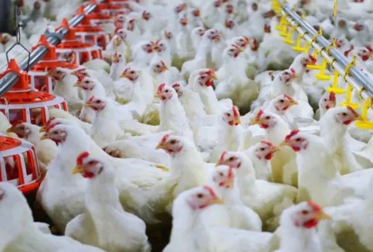 超市9.9元的奥尔良烤鸡,超市10几块钱烤鸡