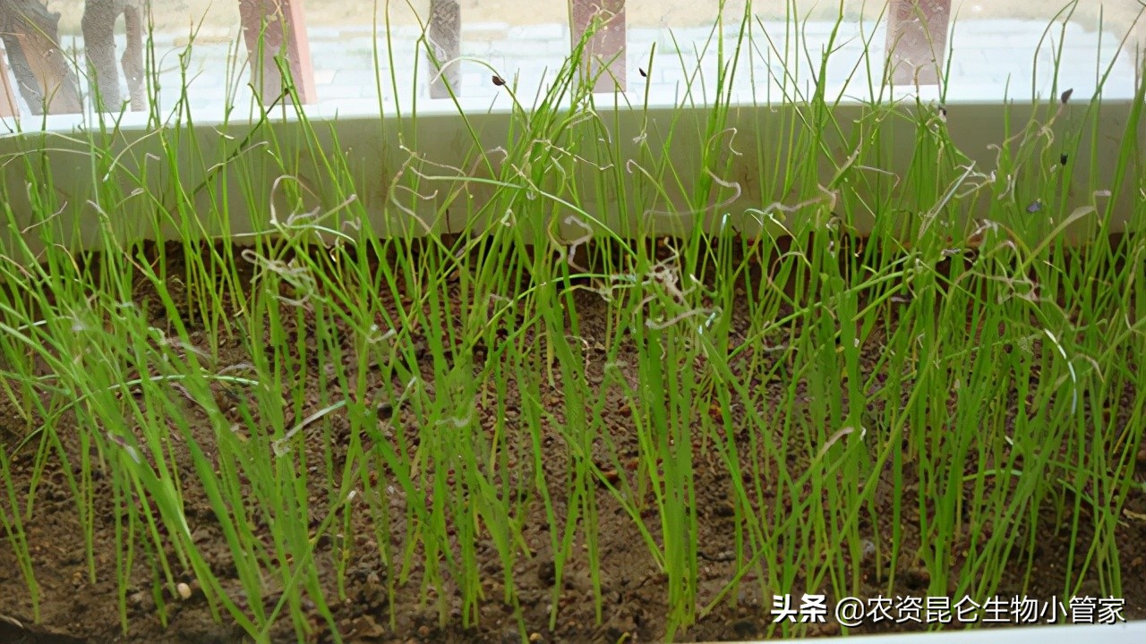 大葱烂根如何补救,大葱烂根子怎么治