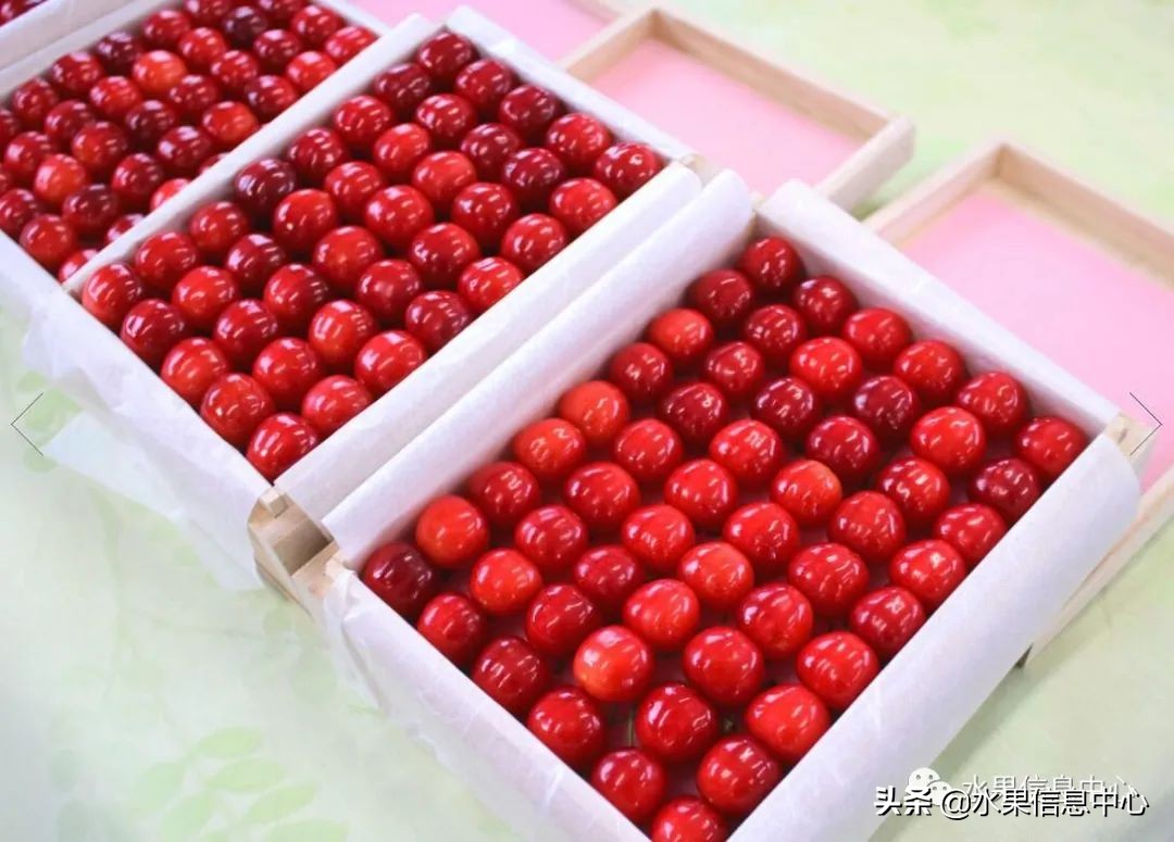 卖樱桃8块一斤十五块两斤的视频,一斤樱桃多少钱