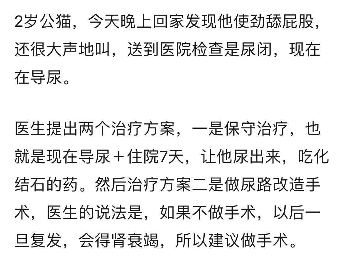 猫咪尿不出来可以吃什么药,猫咪尿不出来了要吃阿莫西林吗