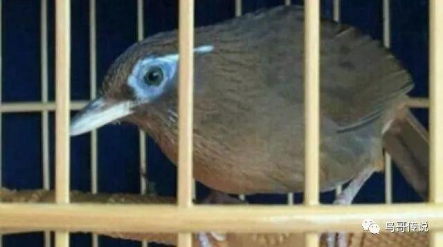 画眉鸟不肯过笼怎么处理,画眉鸟太紧张了怎么办