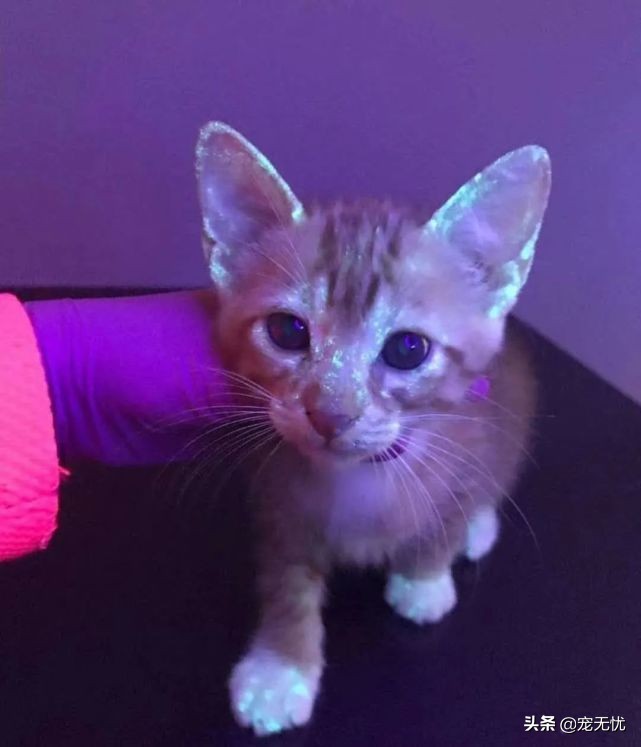 猫咪感染癣,猫咪感染猫癣怎么办