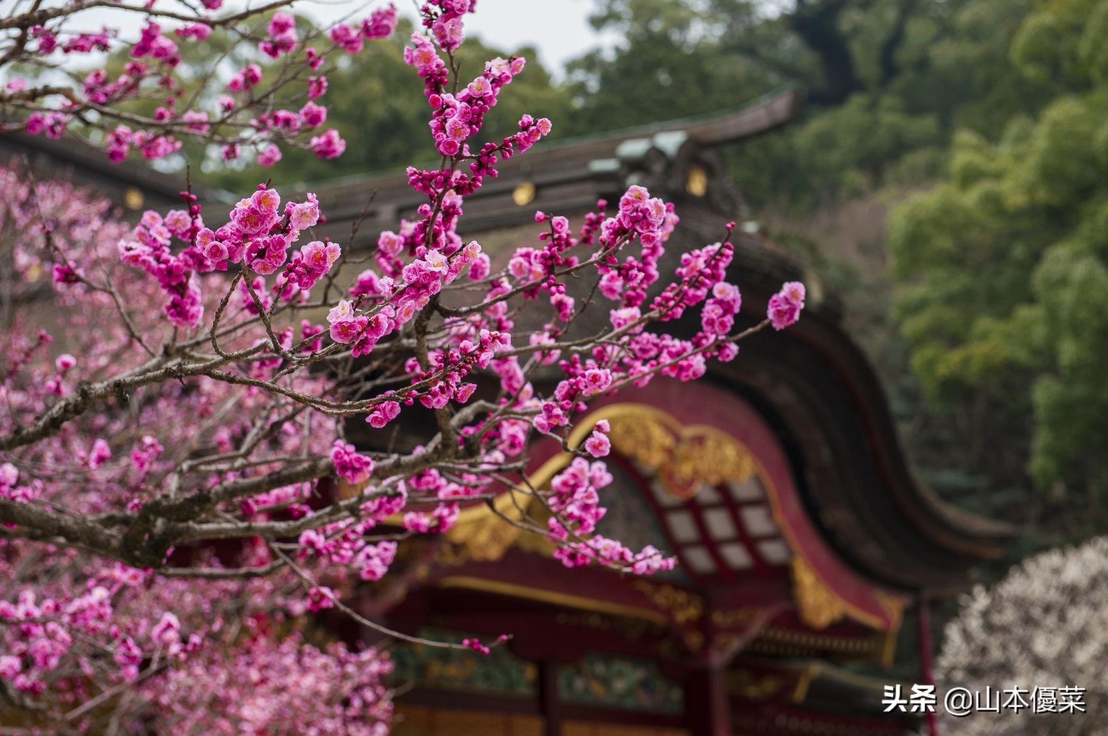 不先一步感受春天的到来吗日本全国华丽的梅花名胜