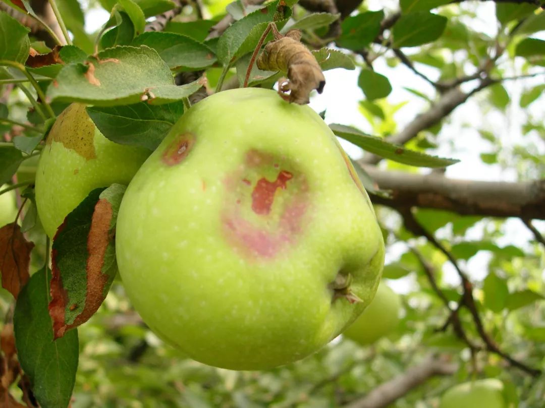 苹果裂果病怎样防治,苹果缩果病与病毒病区别
