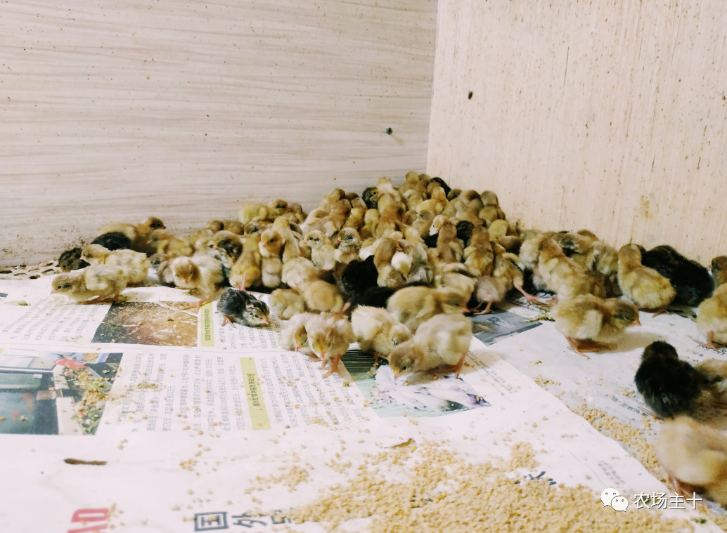 从沿街乞讨到身家亿万，“特养教父”32年的农业路堪称一部传奇史