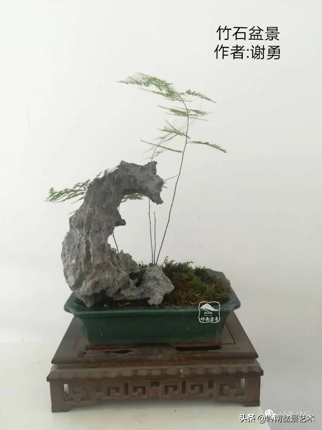 广东的盆景有哪些,适合广东玩的盆景