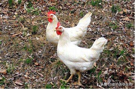白羽肉鸡禽病防治及饲养管理培训,白羽肉食鸡的病症