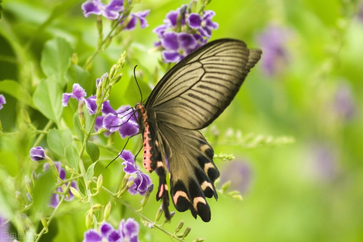 关于蝴蝶的秘密你知道多少,蝴蝶有没有与众不同的部分