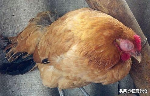 鸡葡萄球菌最佳防治方法,鸡葡萄球菌病的特效药