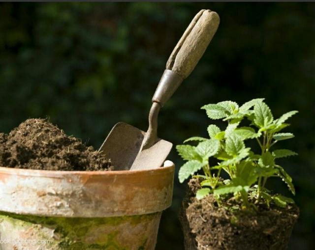 这八种花千万不要花钱购买了,碰到这4种花再漂亮也别买