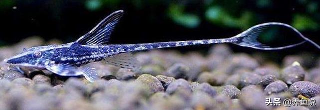 清理鱼缸内污垢的方法,鱼缸脏了怎么办教你几招快速清洗