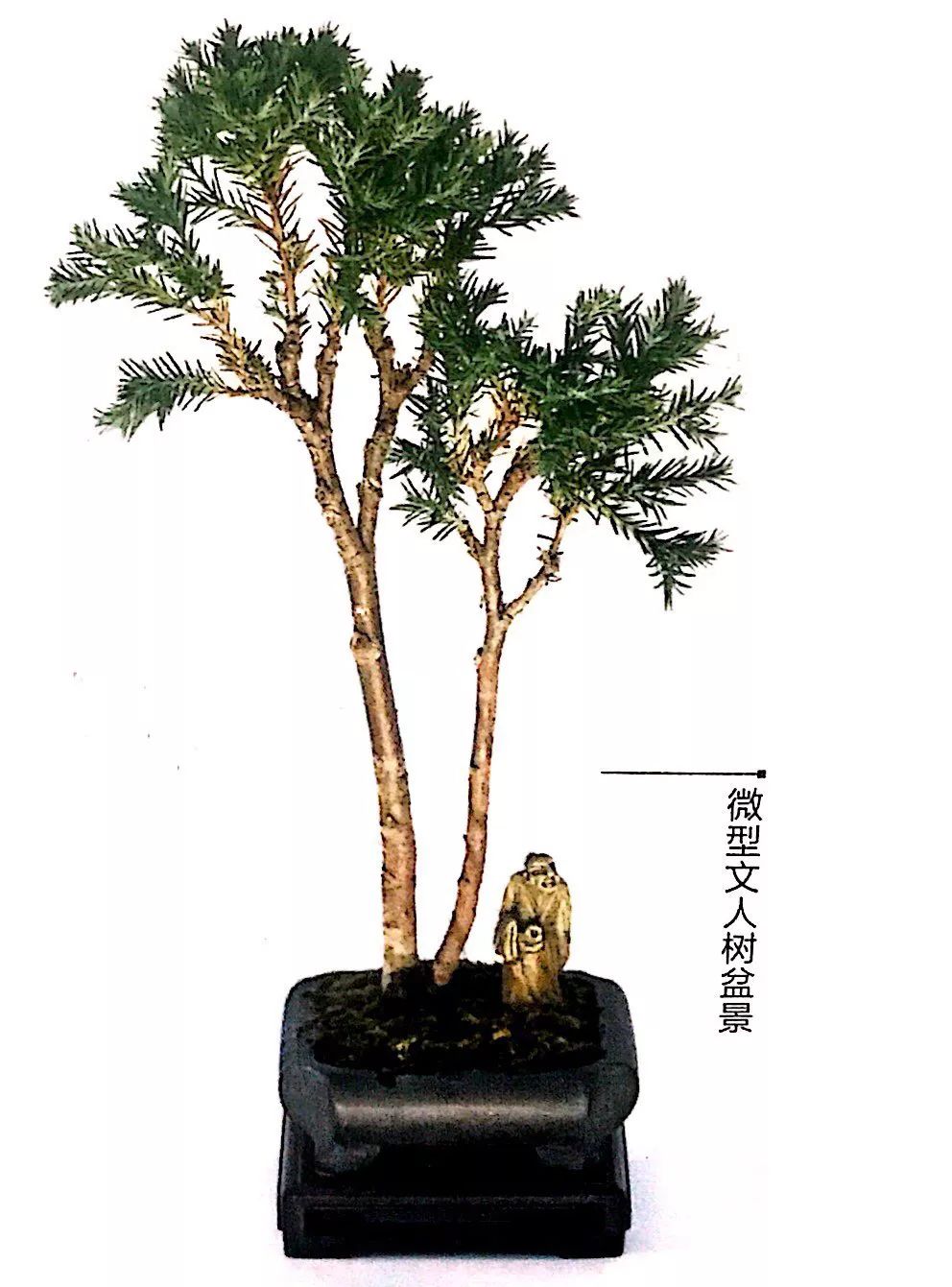 100种盆景造型欣赏,园林盆景微型盆景