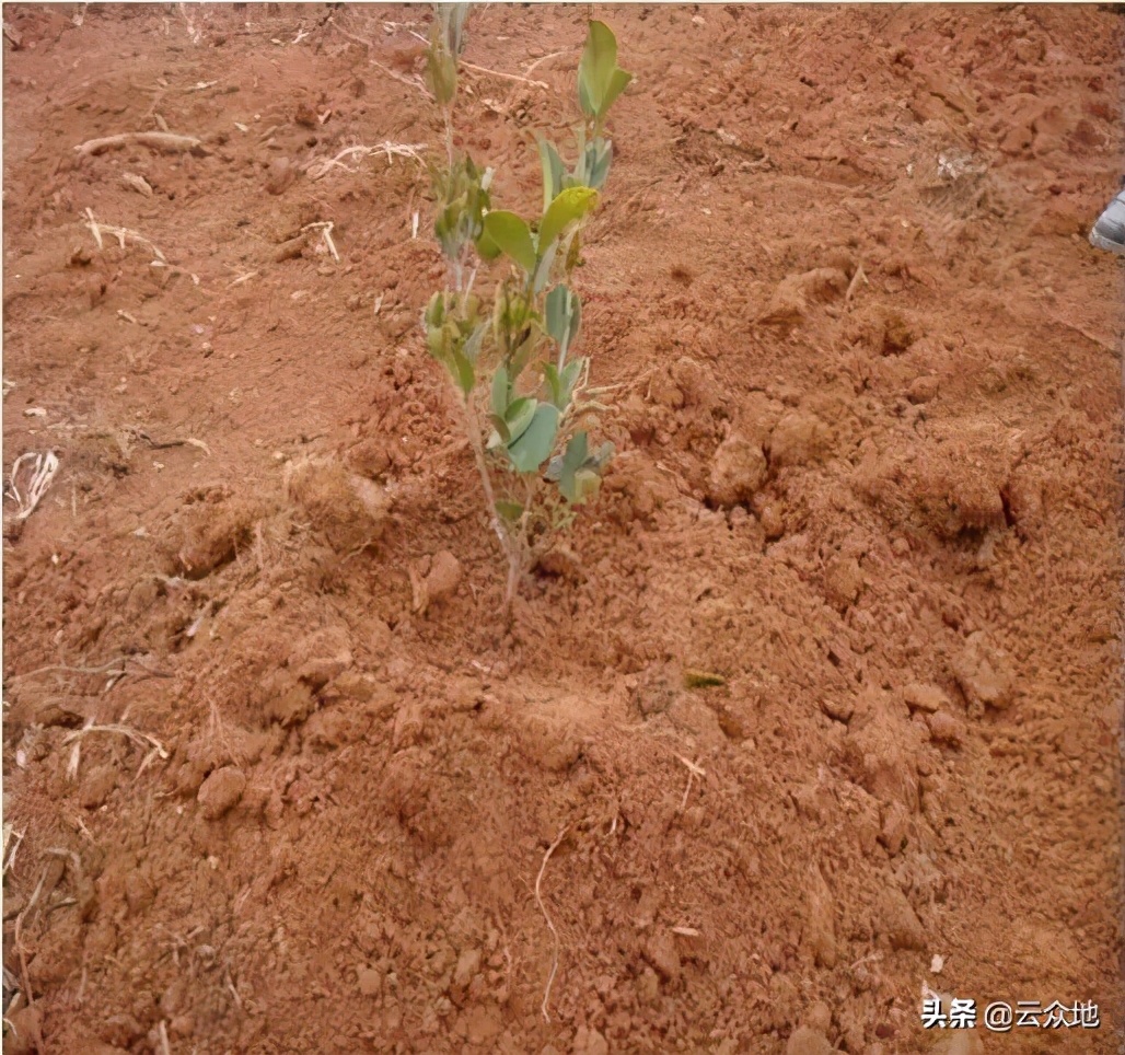 油茶种植如何配套品种,油茶树苗种植技术要点