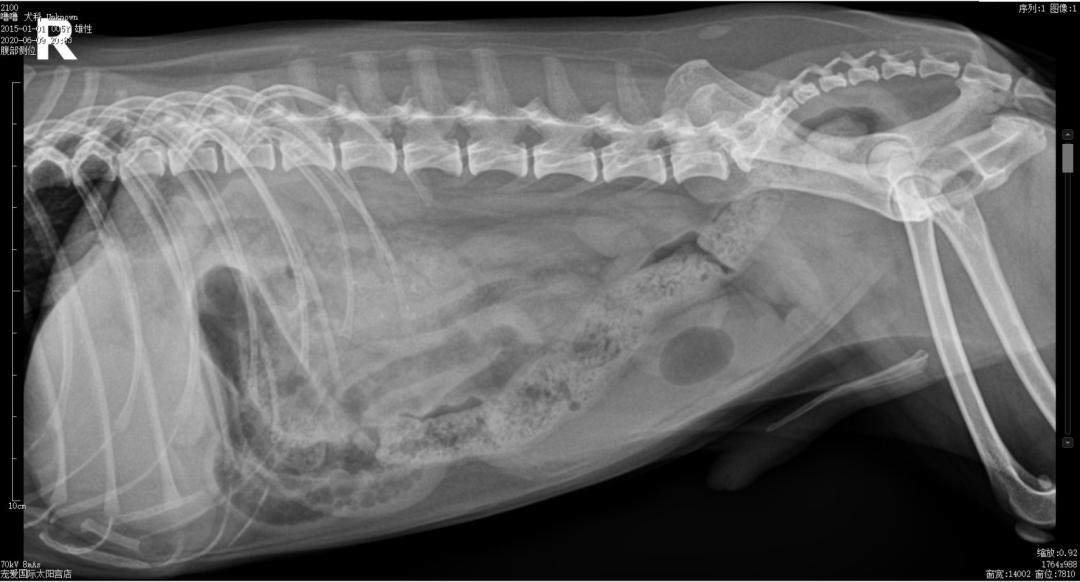 狗狗异物划伤肠道症状,狗狗吃什么润滑肠道利于异物排出