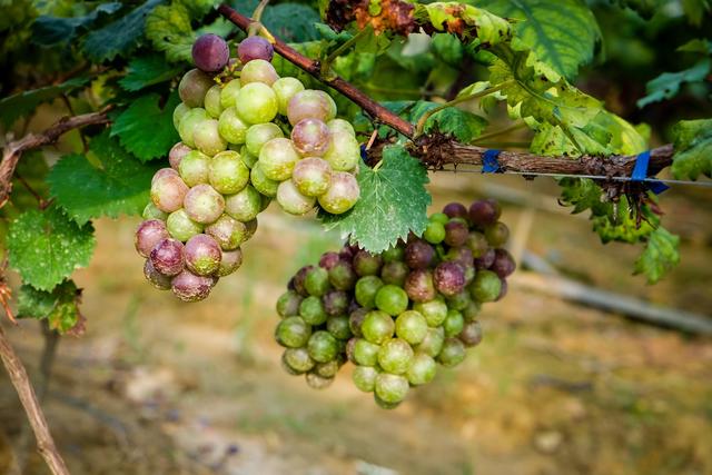 宝宝补钙最佳食物怎么做,宝宝补钙最好最快最有效