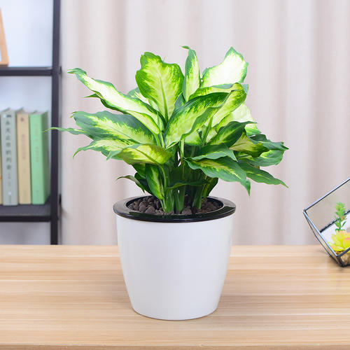 大盆栽绿植对猫无毒有害吗,吊兰绿萝对猫有毒么