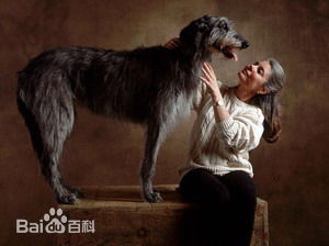 性格温顺的大型犬品种,宠物狗大型犬都有哪些品种