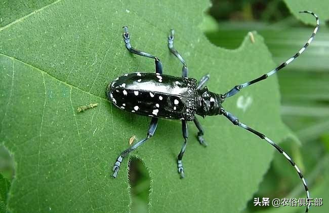 农村最常见的三种害虫,在农村有哪些害虫
