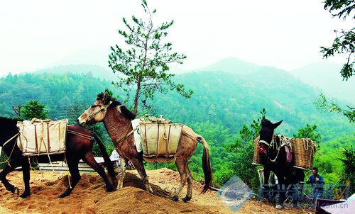 跟爷爷去打猎,跟爷爷上山去打猎