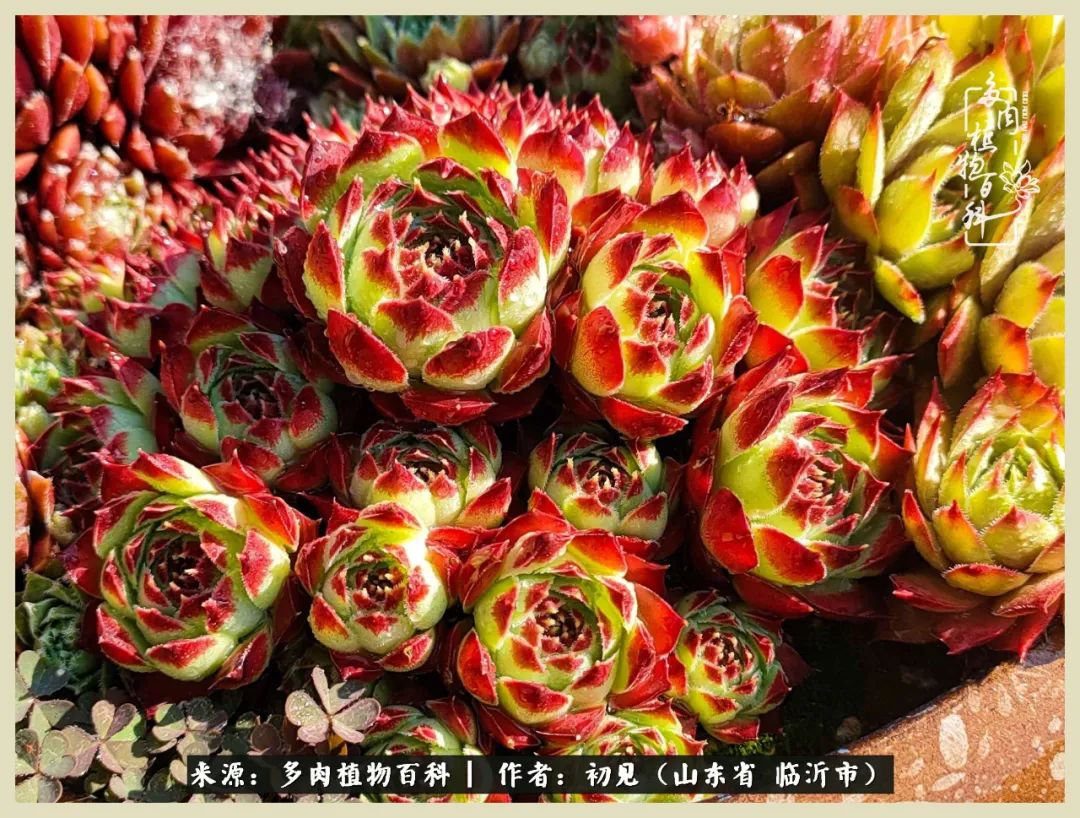 和多肉植物相伴,和多肉相处的心情