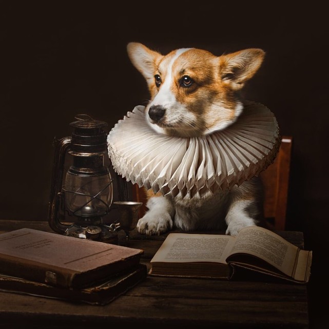 小的时候的柯基,小柯基怎么养每顿喂多少