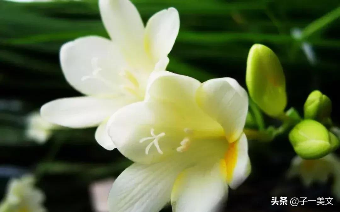 触动心弦的唯美早安心语配图,励志早安心语正能量简短触动心弦