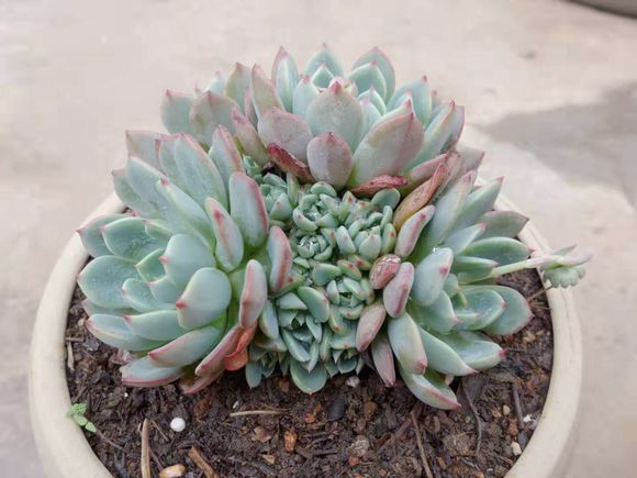 新手养多肉的方法和技巧视频,要想多肉养得又肥又大用什么方法