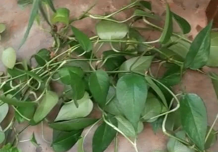 我的绿萝为啥只长藤枝叶不爆盆呢,绿萝黄叶越长越细小