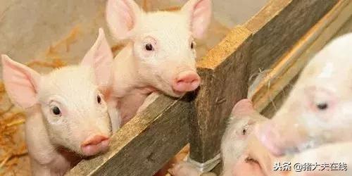 猪跛脚症是什么病,猪跛脚神经症状