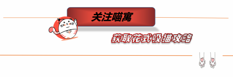 新手第一次养猫需要注意什么事项,新手养猫要注意什么给你22条建议