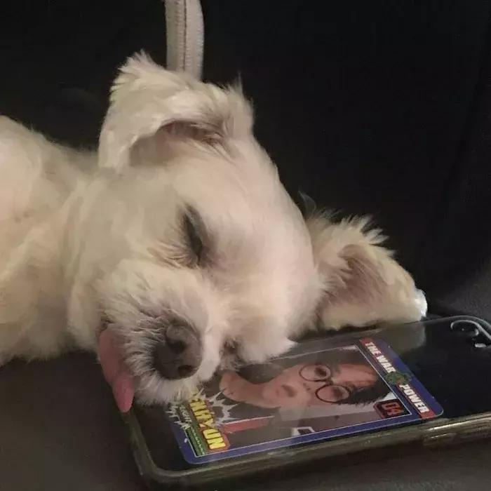 柴犬招财和可爱的小公主,柴犬萌萌