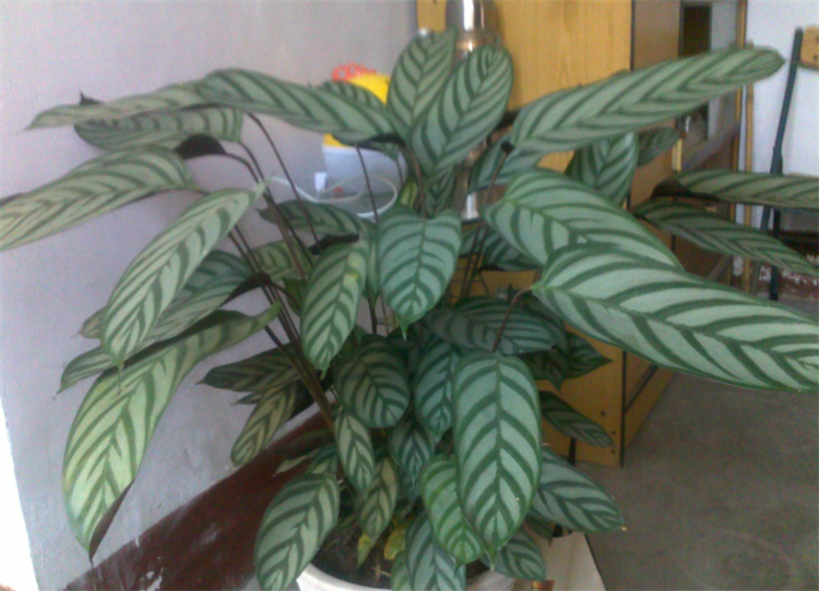 净化空气吸甲醛最好的植物有哪些,除了绿萝还有什么植物去甲醛