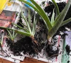 芦荟叶片不饱满是缺水吗,芦荟烂根叶片发黑