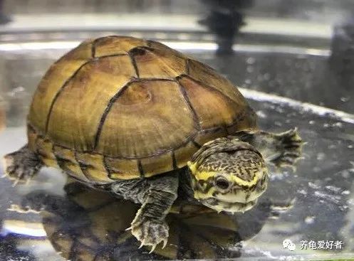 养龟的十大常见问题,养龟的十大准备