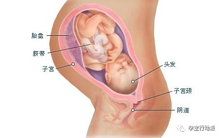 孕期周刊第93周,孕期日记第三十六天