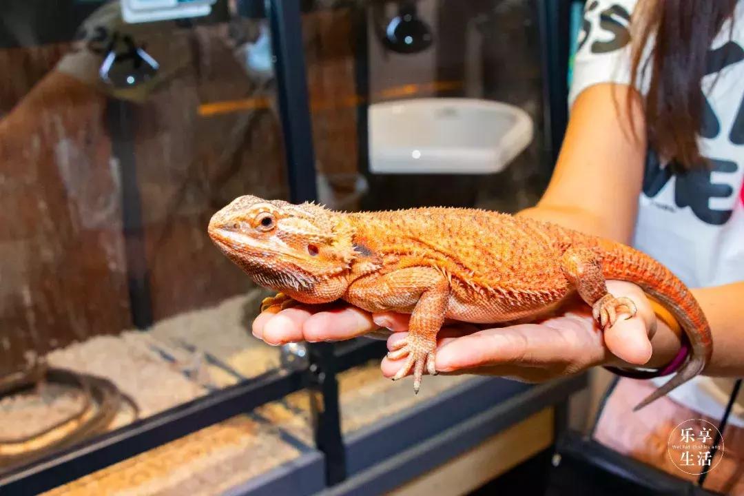 19.9包邮毛绒羊驼,羊驼9.9元秒杀直播