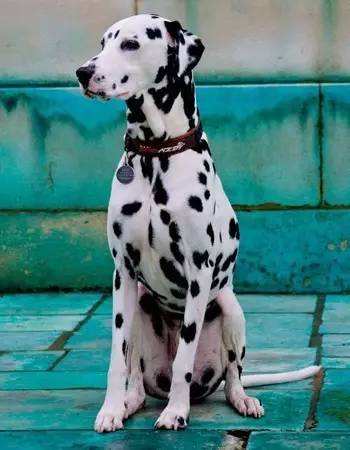 宠物狗品种大全热门宠物排行,常见的小型宠物狗品种及图片大全