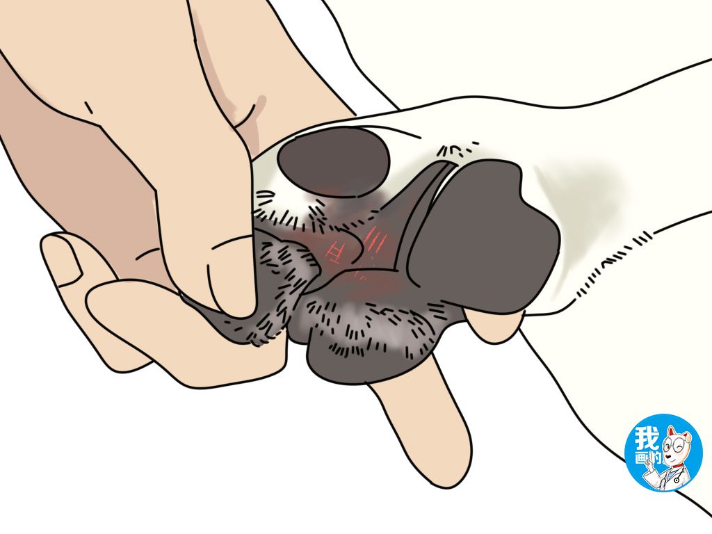 狗子不让剃脚毛怎么办,狗子趾间炎爪子毛要剃吗