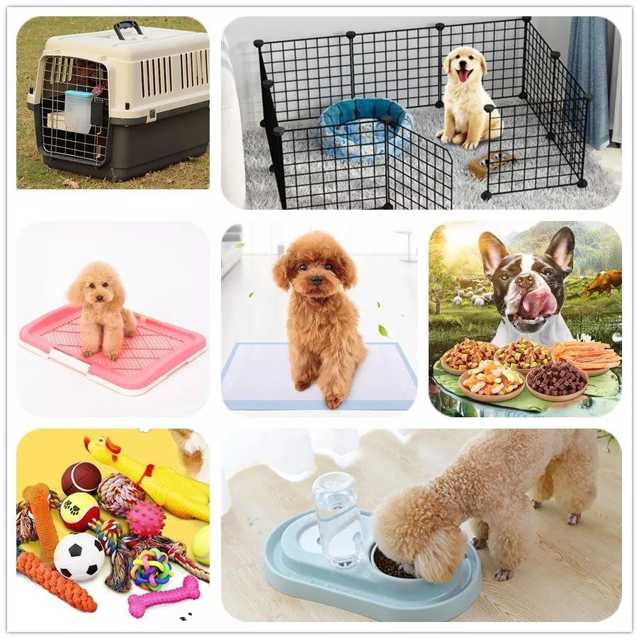 狗狗铲屎官的正确方式,狗狗随地大小便气崩溃了