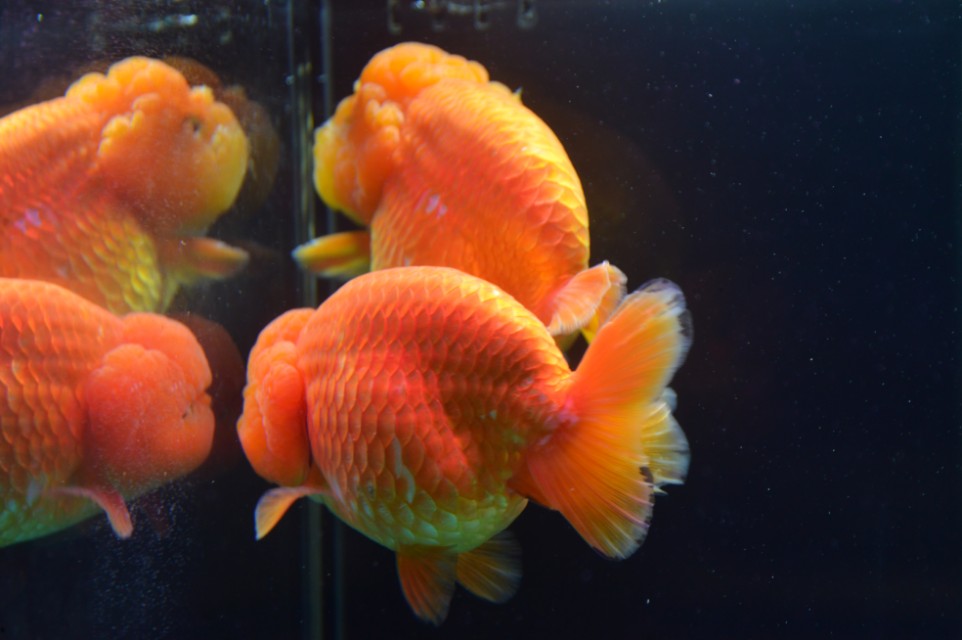 金鱼的饲养技术秘诀,如何把金鱼养好详细攻略