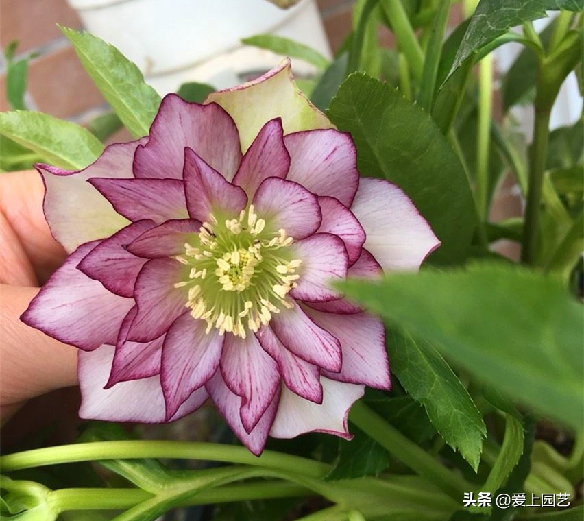 欧洲玫瑰冬季花朵,冬季开花的粉色玫瑰