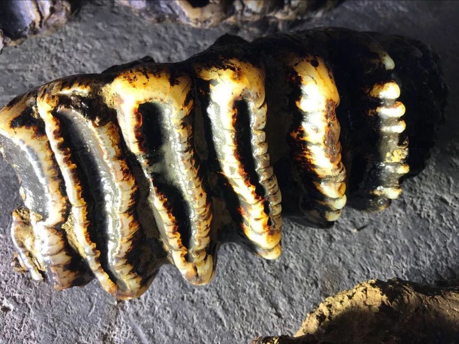 惊世奇观丨汉中68万岁天坑揭秘，地下河、剑齿象化石...