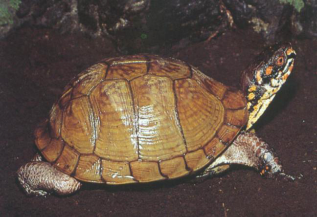 龟类纪录片,龟类图片